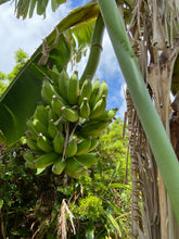 画像をギャラリービューアに読み込む, 島バナナ
